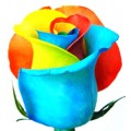 Tinted Roses - Yellow, Red, Light Blue